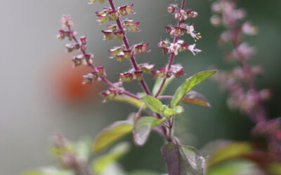 Four Powerful Adaptogens for Adrenal Support