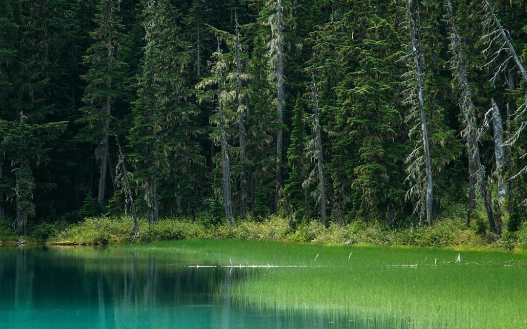 Can Forest Bathing Really Reduce Stress?