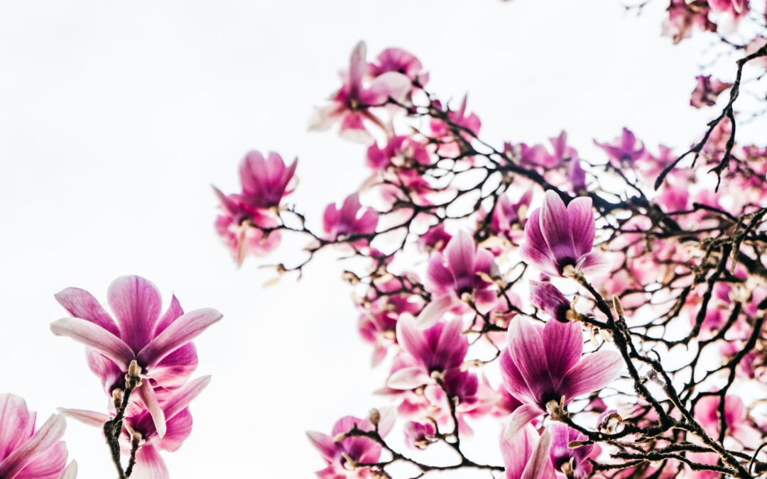 Addressing Seasonal Affective Disorder [SAD]