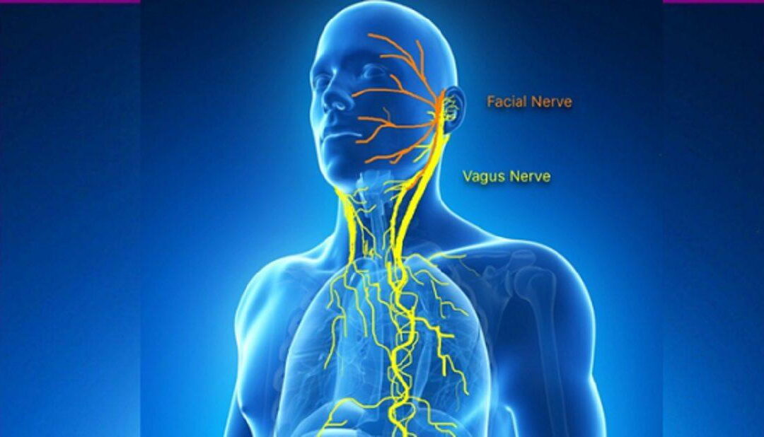 What is the Vagus Nerve and Why is it Important to Our Health and Wellbeing?