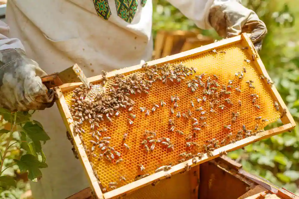 The Sweet Elixir: Unveiling the Healing Powers of Honey