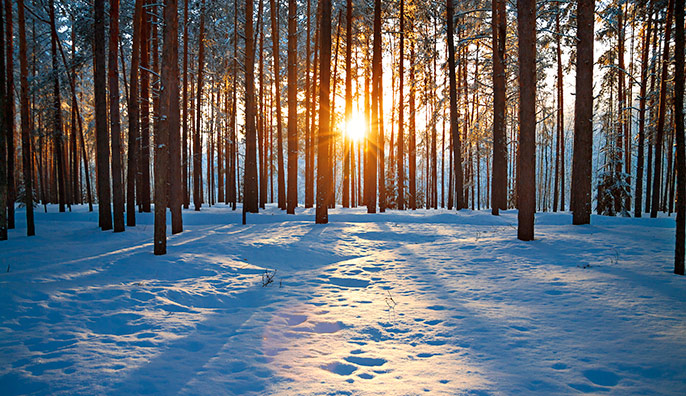 The Importance of Vitamin D in Winter: Gut Health and Beyond